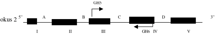 Gambar 1. Diagram secara skematis menunjukkan posisi fragmen gen hormon pertumbuhan lokus 2 (GHL-2) fragmen terdiridari 329 bp yang memanjang dari exon III dan exon IV diamplifikasi dengan PCR dengan primer GH5 dan GH6 (Sutarno, 2000).
