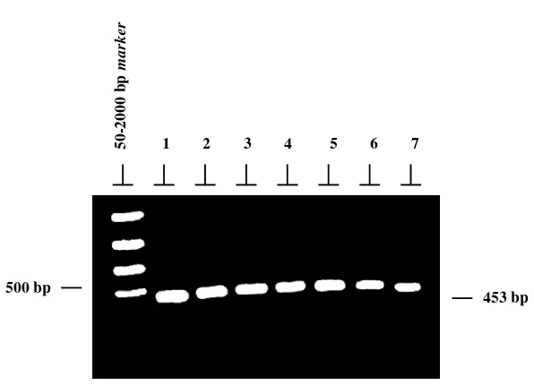 Tabel 1. Situs restriksi yang dihasilkandari reaksi digesti dengan menggunakanenzim restriksi HindIII terhadap 453 bpfragmen ND-5 DNA mitokondria