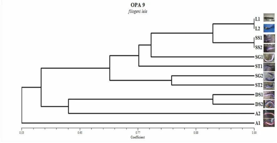 Gambar 4.7 Fenogram kesamaan genetik hasil analisis UPGMA menggunakan primer OPA-09 