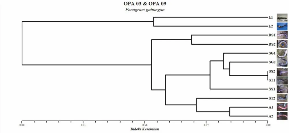 Gambar 4.8 Fenogram kesamaan genetik hasil analisis UPGMA menggunakan primer OPA-03 dan OPA-09 