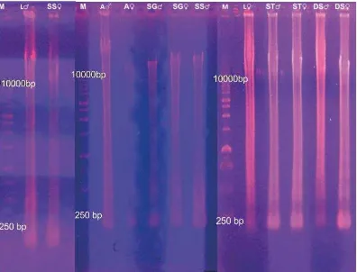 Gambar 4.1 hasil elektroforesis DNA Genom Lele Lokal, Dumbo, dan Sangkuriang 