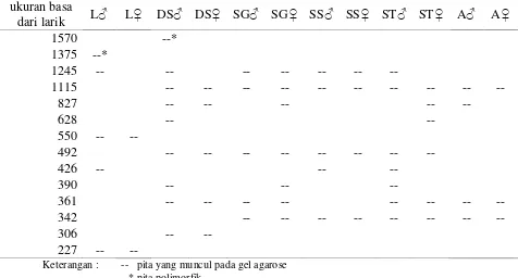 Tabel 4.1 Pita Polimorfik dan monomorfik Lele dari OPA-03 