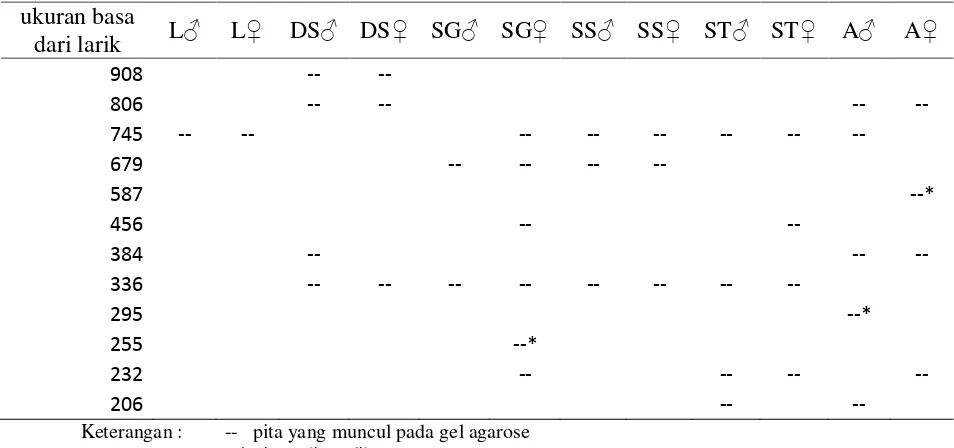 Tabel 4.2 Pita Polimorfik dan monomorfik Lele dari OPA-09 