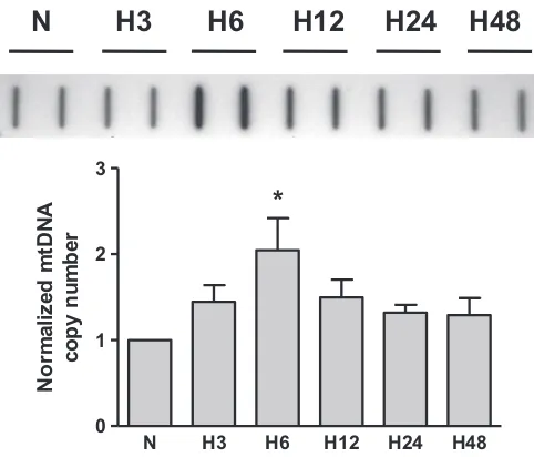 Fig. 1. Hypoxia increases mtDNA copy number in rat pulmonary artery endothelialcells. Top: Representative slot-blot of mtDNA from rat pulmonary artery endothelialcells in normoxia (N) and after hypoxic exposure for 3, 6, 12, 24, and 48 h (H3–H48).Bottom: Reduced data of hybridization band intensities normalized to nuclear DNA.Mean7SE, N¼4, *Po0.05, signiﬁcantly different from normoxic controls.