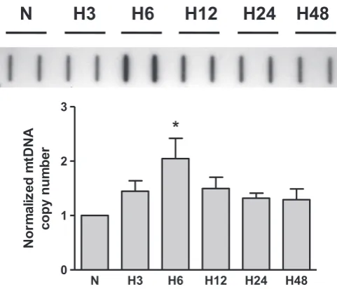 Fig. 1. Hypoxia increases mtDNA copy number in rat pulmonary artery endothelialcells. Top: Representative slot-blot of mtDNA from rat pulmonary artery endothelialcells in normoxia (N) and after hypoxic exposure for 3, 6, 12, 24, and 48 h (H3–H48).Bottom: Reduced data of hybridization band intensities normalized to nuclear DNA.Mean7SE, N¼4, *Po0.05, signiﬁcantly different from normoxic controls.