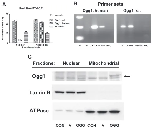 Fig. 4. Transfection of rat pulmonary artery endothelial cells (PAECs) with human 8-oxoguanine glycosylase (Ogg1)