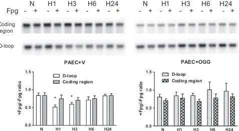 Fig. 7. Transcription of mitochondrial genes in rat pulmonary artery endothelial cells (PAECs) transfected either with empty vector (PAECmulation of mRNA transcripts of mitochondrial genes: ATP6 (A), Cox2 (B) and ND4 (C)