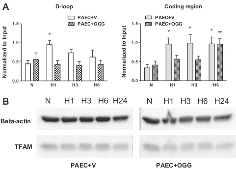 Fig. 8. TFAM abundance and binding to mtDNA in rat pulmonary artery endothelial cells (PAECs) transfected either with empty vector (PAECcoding regions of mtDNA in rat PAECs