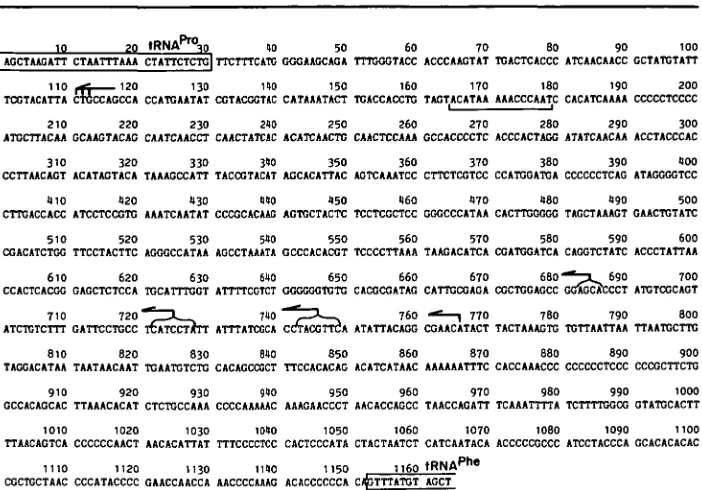 Figure 2. Nucleotide Sequence of the D-loop Region of Human KB Cell mtDNA.The sequence shown is L-strand 51 -• 3'