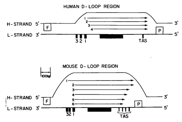 Figure 3. The D-loop Regions of Mouse and Human mtDNA.Both the L-strands and H-strands are shown