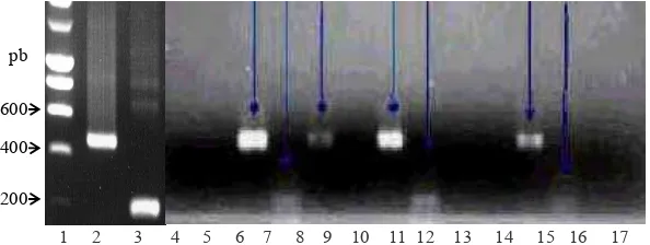 Gambar 1. PCR DNA        genomik kakao. Lini 1, 2-17 adalah Smart ladder, and MJ1-tahan, MJ1-tahan, LW4-peka, LW4-peka, LW1-tahan, LW1-tahan, PN3-peka, PN3-peka, PN6-tahan, PN6-tahan, MM2-peka, MM2-peka, MM1-tahan, MM1-tahan, MJ2-peka dan MJ2-peka, masing-