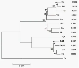 Fig. 1. Phylogeny of the Bovini tribe using neighbor joining analysis (Anc: the Ancient, Ban: Banteng, Bis: Bison, BubB & BubC: Asian buffalo, water and swamp type, Ela: Eland, Gau: Gaur, Her: Hereford, Ind & Mur: Indian water buffalo, Mit: Mithan, Hol: Ho