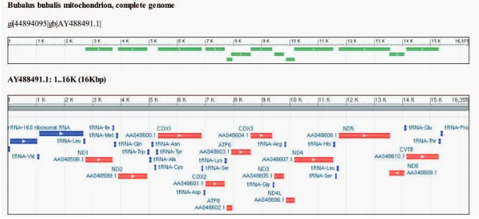 Fig. 3. Water buffalo mitochondrial genome structure and genes annotation based on AY488491.