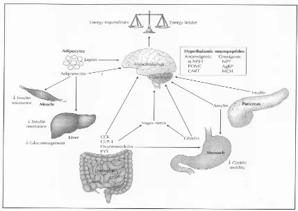 Gambar 1. Diagram Homeostasis Metabolisme Energi.14,15