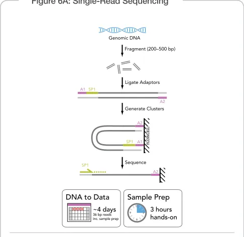Figure 6A: Single-Read Sequencing