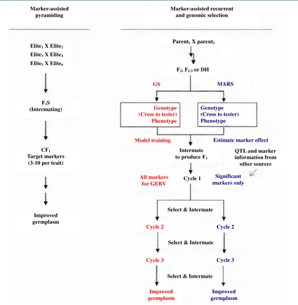 Figure 5. Methodologies for marker-assisted breeding. Genomic selection (CS, red) and markerassisted re-current selected (MARS, blue) can start with the same type of population, F2, F2:3, BC, or OH
