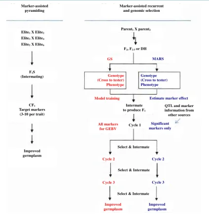 Figure 5. Methodologies for marker-assisted breeding. Genomic selection (CS, red) and markerassisted re-current selected (MARS, blue) can start with the same type of population, F2, F2:3, BC, or OH