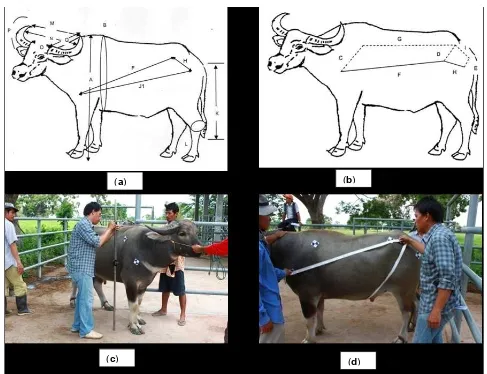 Figure 1:  Linear parameters measuring on body surface of buffalo used for estimation of body weight and body surface area (aand b)