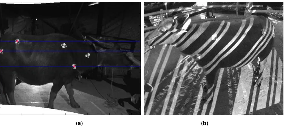 Figure 3: Markers were placed on the buffalo’s skin (a) and the structured light pattern was projected on a scanned buffalo (b)