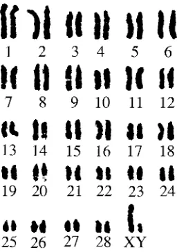 Figure 3. RBG-banded karyotype of a male calf    earring ic fusion involving chromosomes       