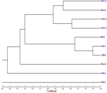 Figure 4. Dendogram showing relationship among 10 buffalo accessions generated by UPGMA analysis based on 15 single ISSR primers amplicons