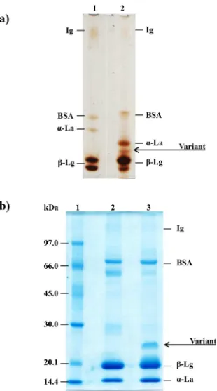 Fig 1. Electrophoretic profile of the buffalo cheese whey. a) Ten percent PAGE silver stained proteinprofile of treated bovine (1) and buffalo (2) whey