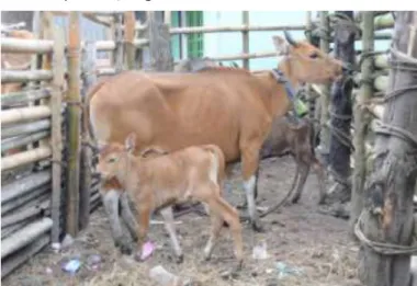 Gambar 1.   Sapi Bali dengan kondisi induk dan pedet yang  sehat 