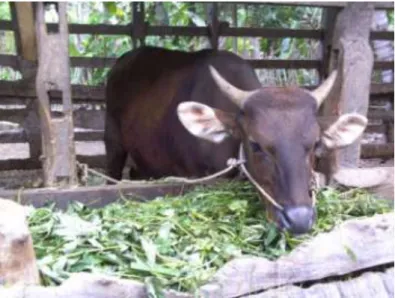 Gambar 3.   Penggemukan bangsa sapi Bali jantan, yang  dipelihara secara intensif 