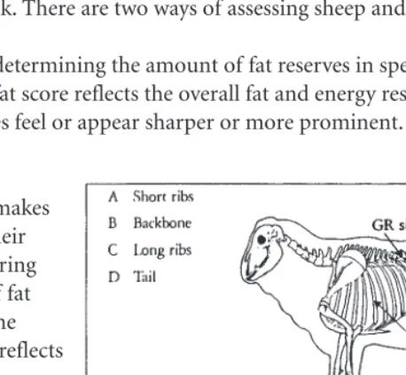 Figure 5.1 Sites for fat scoring sheep.