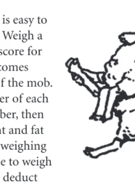 Figure 5.3 Cattle fat scoring assessment areas. Use 