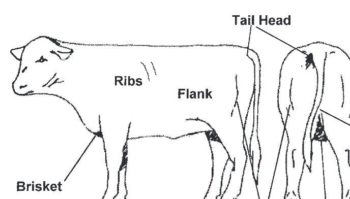 Table 5.3 Visual assessment of cattle