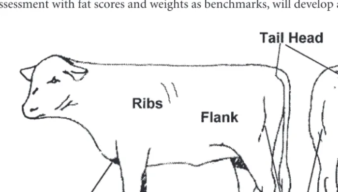 Table 5.3 Visual assessment of cattle