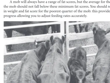 Table 5.5 Minimum fat score for cattle