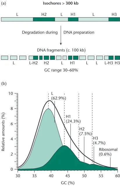 Fig. 2.10 Banding patterns revealed on chromosomes by different staining methods. Note that intercalatingﬂuorescent dyes produce the same pattern as Giemsa stain at60°C