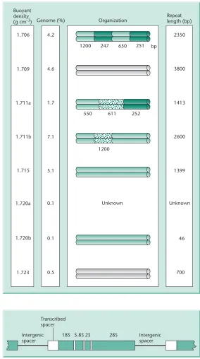 Fig. 2.16 Detailed architecture of arDNA repeat unit. Transcribed regionsare shown in boxes
