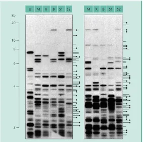 Fig. 2.17 Use of minisatellite sequencesto detect polymorphisms in humanDNA for forensic purposes
