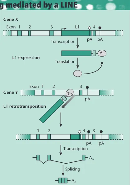 Fig. B2.3 Possible mechanism for LINE involvement inexon shufﬂing, L1, LINE element; pA, polyadenylationsignal; An, poly(A) tail