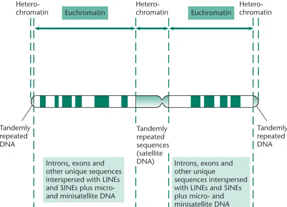 Table 2.6 Average gene density in different