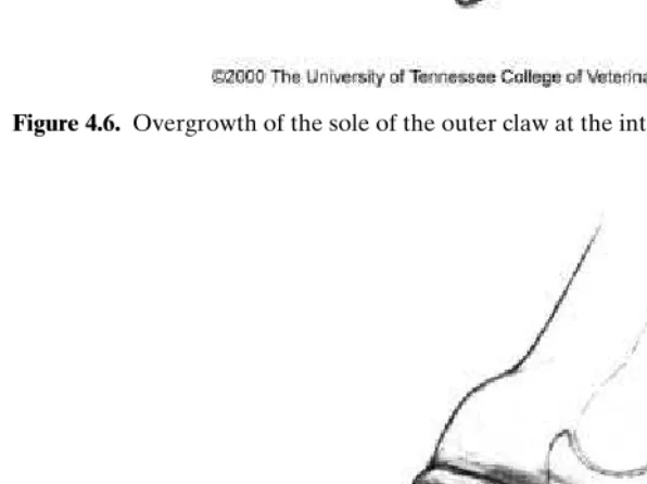 Figure 4.6. Overgrowth of the sole of the outer claw at the interdigital space.