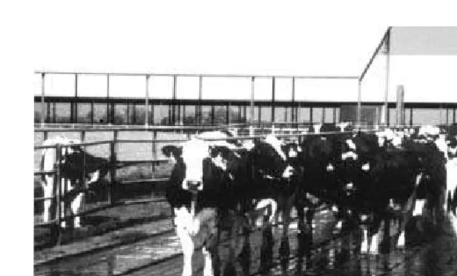Figure 4.24. Cows demonstrate preference for walking on rubber belting.