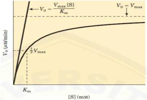 Gambar 1. Pengaruh konsentrasi substrat dan kecepatan awal reaksi enzimatik (Nelson and Cox, 2008) 