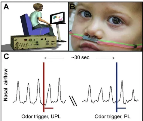 Figure 1. A Pediatric Olfactometer Delivered Odors and MeasuredSniffs(A) The subject was comfortably seated in front of a computer monitor viewinga cartoon, linked by nasal cannula to the olfactometer.(B) A double-barreled nasal cannula delivering odorants (red) and measuringnasal airﬂow (green) (child is TD).(C) A schematic of nasal airﬂow recording with odorant onsets denoted byvertical lines and odor duration by horizontal lines.