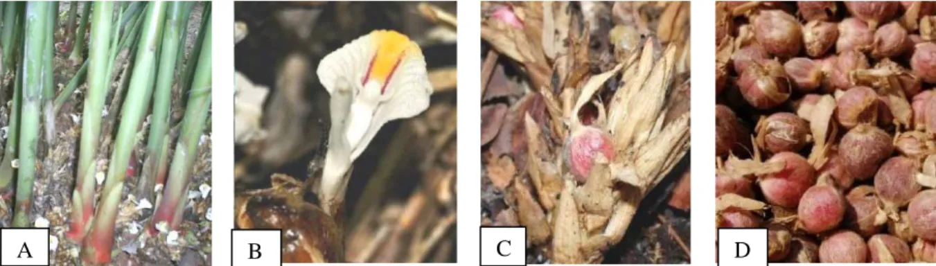 Gambar 1. Morfologi dari Amomum compactum: A. rumpun, B. bunga, C. buah, D. Buah (Setiawan et  al., 2014) 