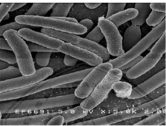 Gambar 2.3 Escherichia coli  (WHO, 2005)           Gambar 2.4 Pewarnaan Gram  Escherchia coli (Kayser, 2005) 