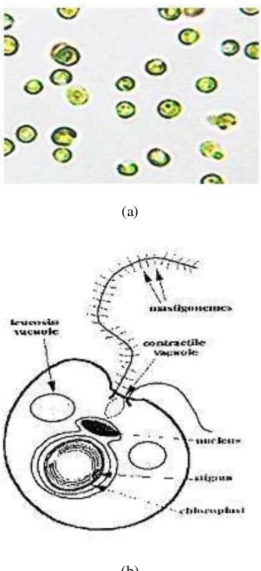Gambar 2. (a) Bentuk dan (b) Morfologis Nannochloropsis sp. 