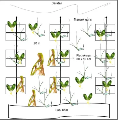 Gambar 2. Sketsa penempatan plot  2.2.2. Objek Biota 