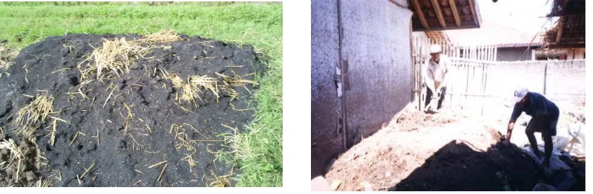 Gambar 4. Lahan siap tanam (kiri) dan tanaman padi umur 17 hari (kanan) 