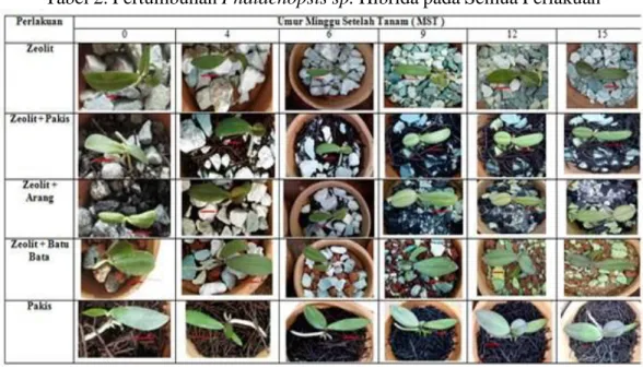 Tabel 2. Pertumbuhan Phalaenopsis sp. Hibrida pada Semua Perlakuan 