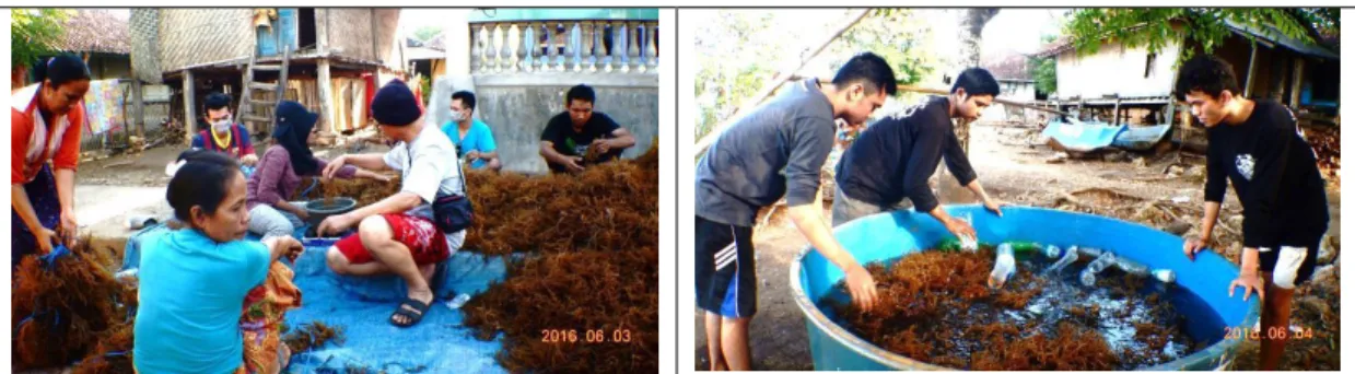 Gambar 1.  Proses penimbangan dan pengikatan  bibit 