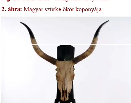 Fig.1.: Skull of bull - Hungarian Grey cattle 